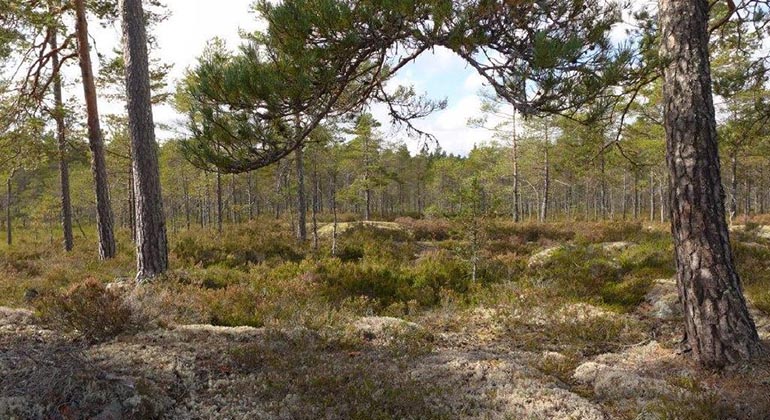 Brevens tallskogar naturreservat, Finspång