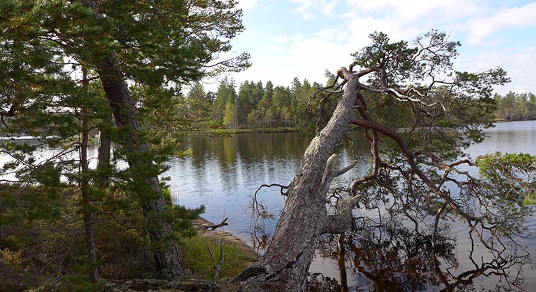 bild över en sjö där det i förgrunden syns en gammal tall som hänger ut över sjön.