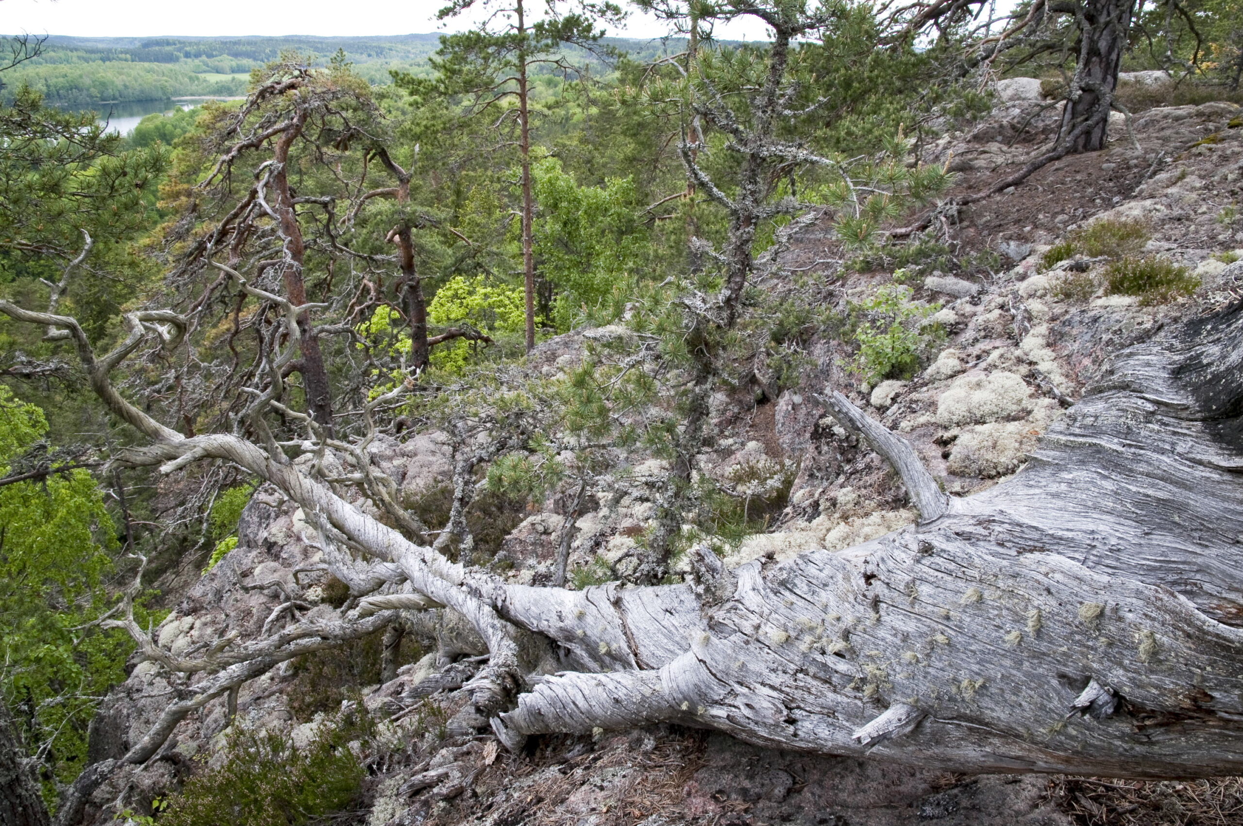 Hästenäs kyrkskog naturreservat Åtvidaberg