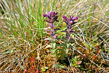 Svarthö i Hagebyhöga naturreservat