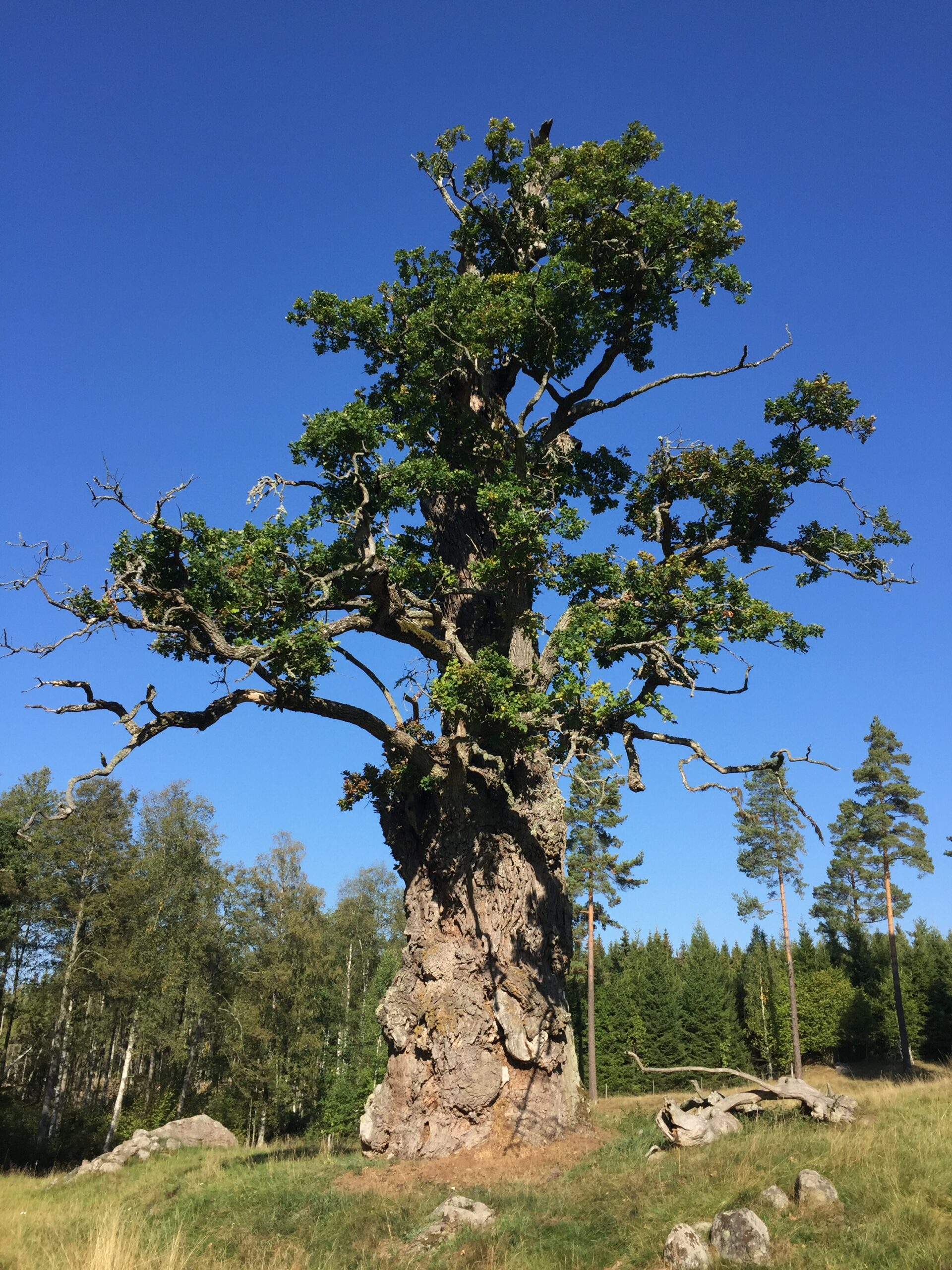 Foto av Östergötlands grövsta ek. En kraftig ek med både döda och levande grenar och riktigt knotig och grov bark.