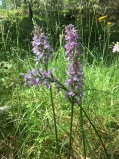 Högsommarblommor Tyristlöt foto Margareta Jovanovic
