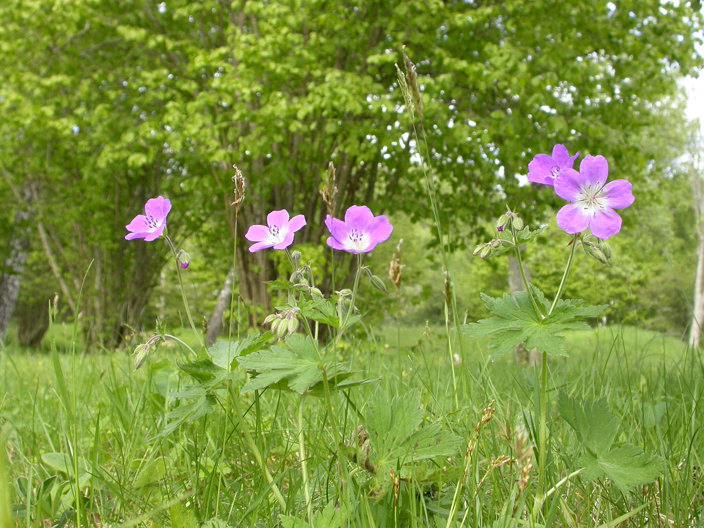 Midsommarblomster på ängen