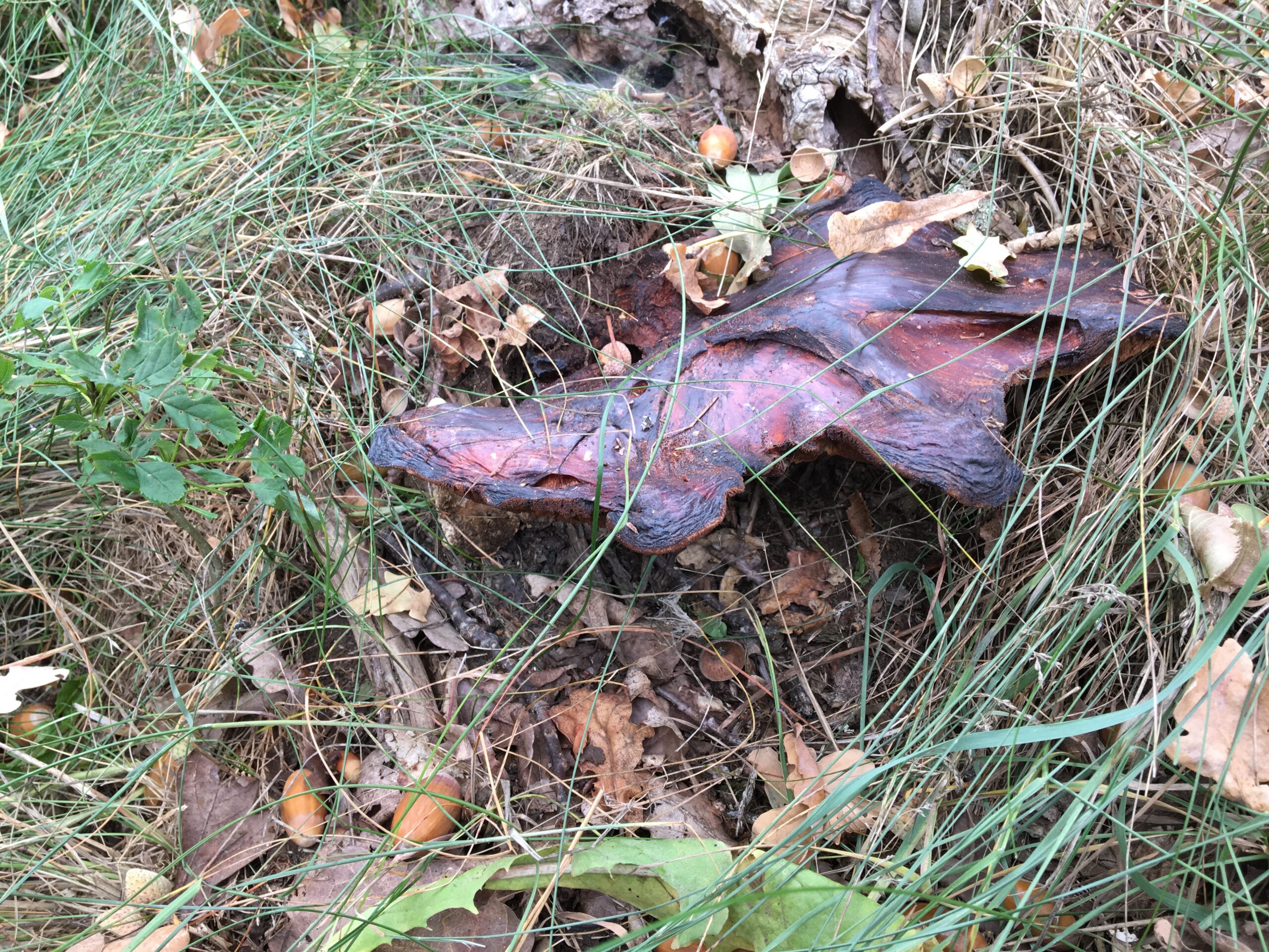 Fota en oxtungesvamp. En rödlila svamp som växer vid foten av en ek.