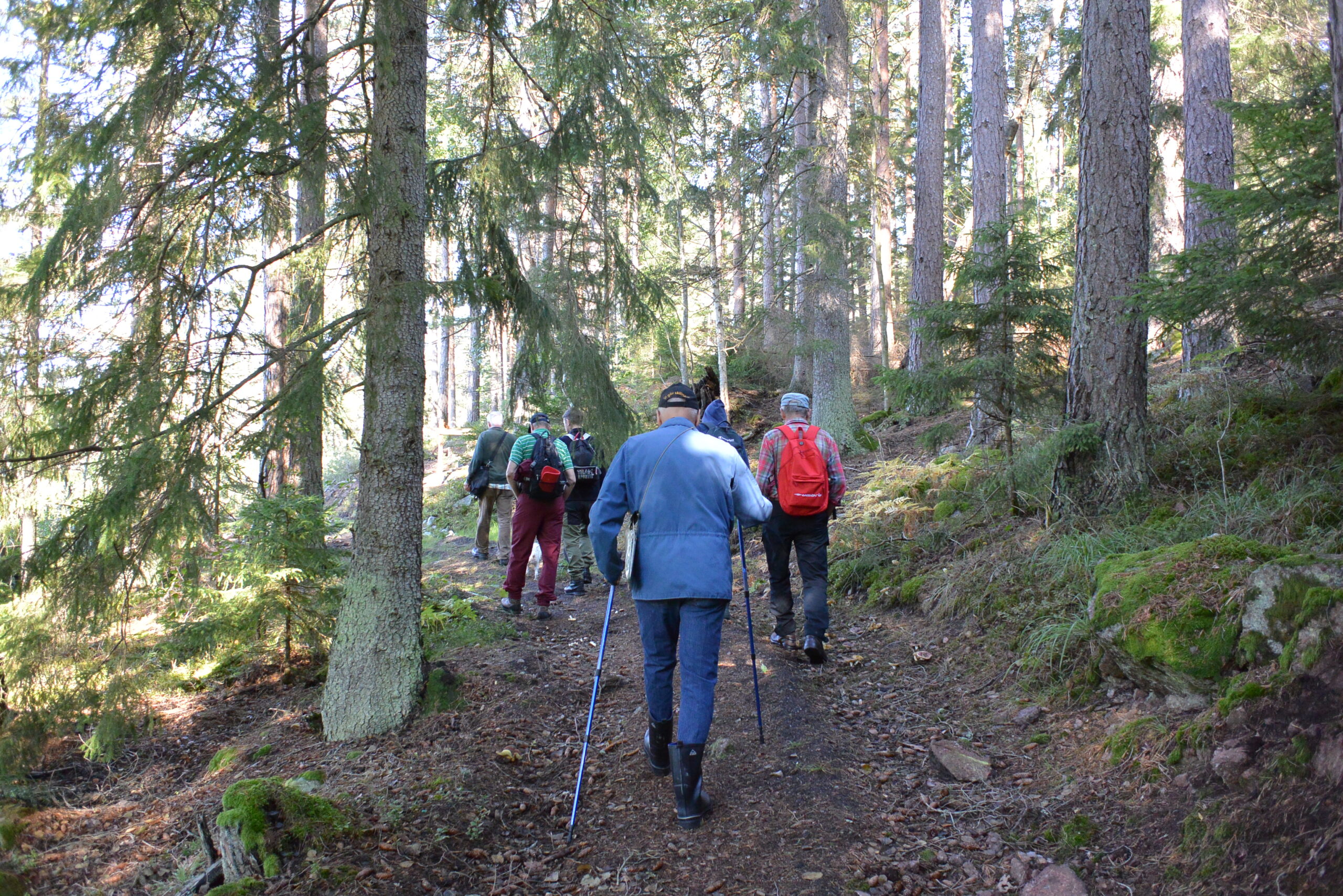 Vandring i Strussjöskogens Naturreservat
