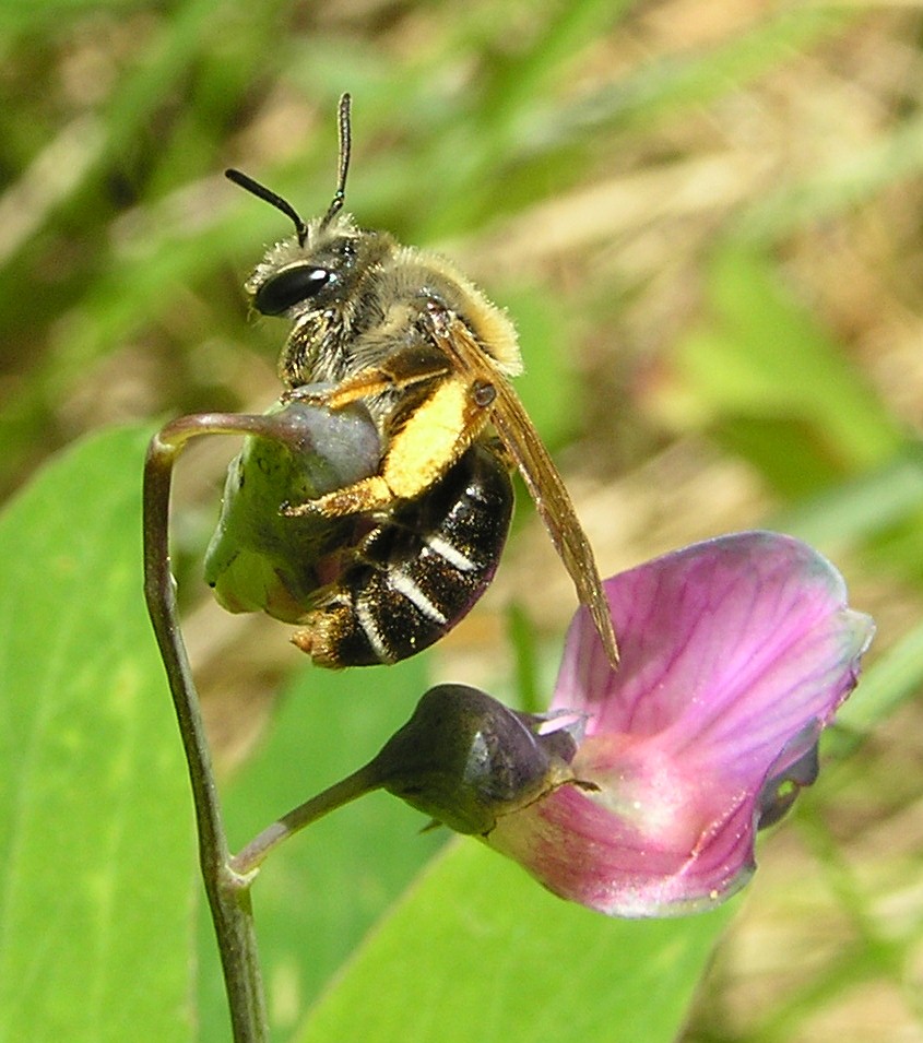 Vialsandbi