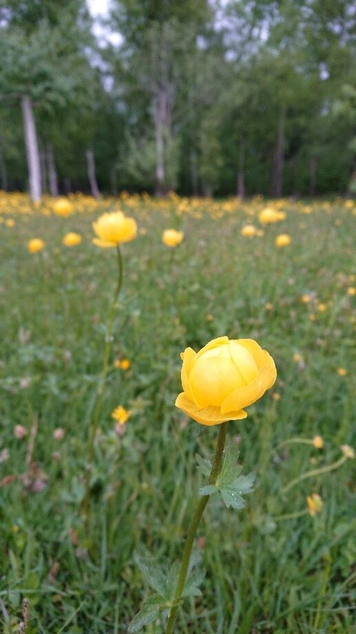 Soldatängen Natura 2000 Motala