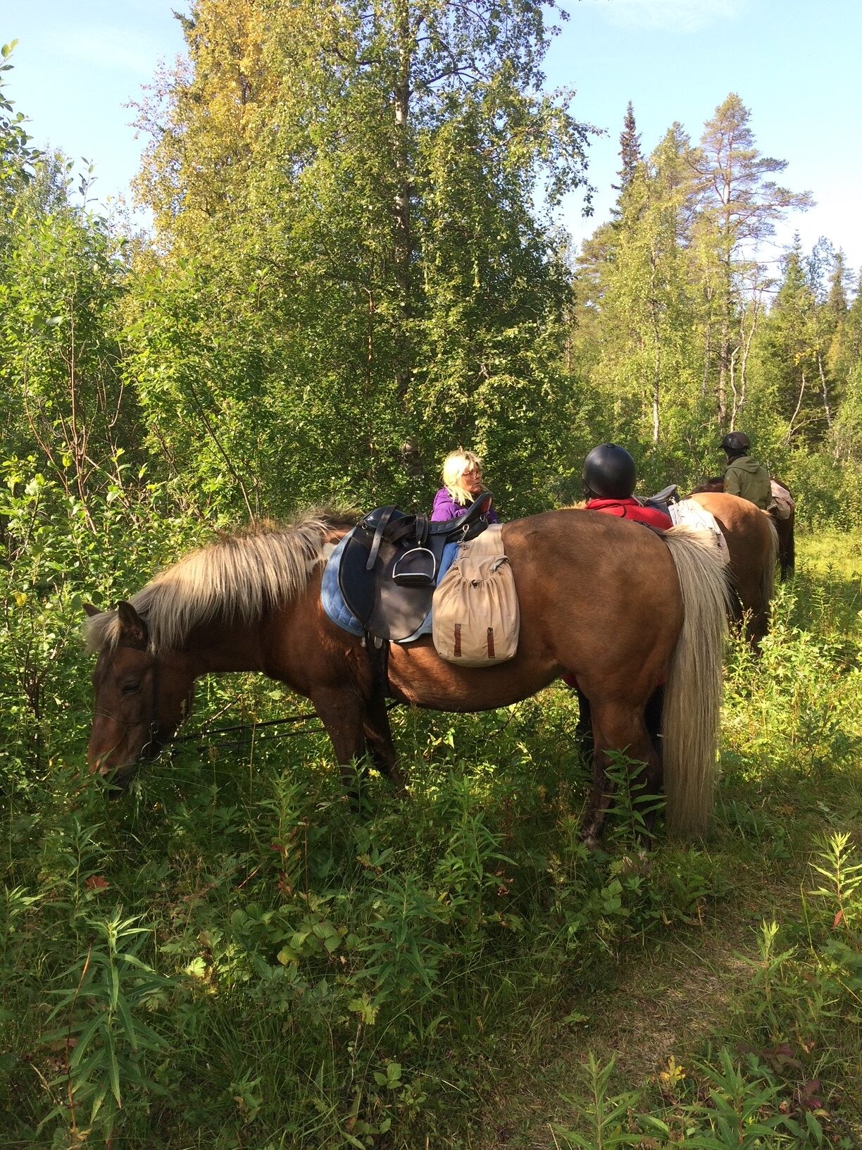 Naturridning på islandshäst